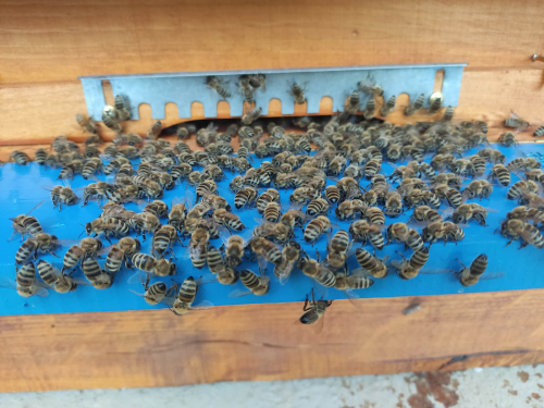 DRAŽEN-BOGDAN_Pčelinjak-i-pčele---VUGRIŠINEC-(3)
